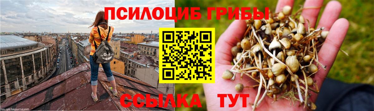 Галлюциногенные грибы Cubensis Кострома